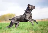 A altura de um cachorro Cane Corso fica em torno dos 68 cm
