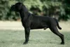 A raça Cane Corso veio da Itália