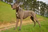 O Dogue Alemão tem, em média, de 75 cm a 80 cm de altura