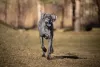 O Dogue Alemão tem uma personalidade super tranquila e divertida
