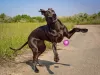 Todo cachorro Dogue Alemão está sempre disposto a brincar e se divertir