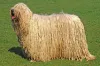 O Komondor pode medir entre 70 cm e 75 cm
