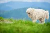 O peso da raça Komondor pode chegar aos 60 Kg