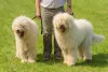 O Komondor tem pelos muito densos e grossos que dão um ar exótico ao animal