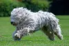 Todo Komondor é tranquilo e super leal à família
