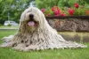 O cachorro Komondor é muito enérgico e brincadeiras devem fazer parte da rotina
