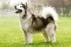 O Malamute do Alasca tem uma altura de cerca de 71 cm