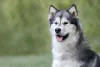 A raça Malamute do Alasca é conhecida por seu temperamento dominante