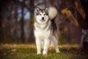 Apesar da personalidade forte, o Malamute do Alasca é carinhoso com seu tutor