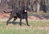 O cachorro Mastim Napolitano é bem protetor e desconfiado de estranhos