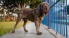 A raça de cachorro Mastim Napolitano é bem tranquila e fácil de conviver