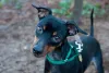 O Pinscher zero preto tem tudo para ser um cãozinho amável e sociável