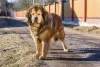 O Mastim Tibetano é considerado o cão mais caro do mundo, além de ser um dos mais raros