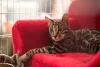 O peso de gato Ashera varia entre 12 Kg e 15 Kg