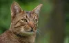O motivo do Ashera ser tão caro é porque ele é um gato híbrido que não existe na natureza