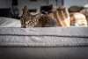 Todo gato da raça Ashera é muito ativo e está sempre pronto para brincar