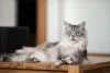 A raça Maine Coon costuma ter de 12 Kg a 15 Kg