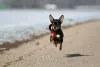 Pinscher: tempo de vida da raça é alto, mas exige certos cuidados