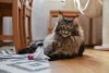 A raça Maine Coon é extremamente amigável e carinhosa com sua família