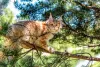 O gato Maine Coon é tão inteligente que consegue aprender comandos com facilidade