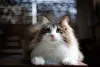 Todo gato da raça Norueguês da Floresta é comunicativo, simpático e divertido