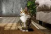 O gato da raça Ragamuffin tem, em média, 25 cm