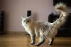 O Ragdoll pode medir de 50 cm a 60 cm