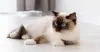 O gato Ragdoll é super peludo e tem uma pelanquinha fofa na barriga