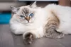 O gato da raça Ragdoll tem energia para dar e vender