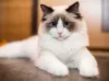 Todo gato Ragdoll é carinhoso e está sempre perto da sua família