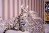 O Savannah F1 é o mais perto de um gato selvagem, enquanto o Savannah F5 é mais doméstico