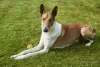 Smooth Collie tem pelagem mais curta, que deixa aparente o seu porte atlético