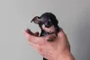 Pinscher 0 filhote: preço pode variar de R$600 a R$ 2 mil
