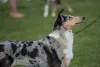 Smooth Collie é super ativo e sua energia precisa ser gasta em brincadeiras e exercícios