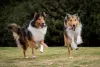 Tutor de Rough Collie também precisa fazer com que esse cão gaste energia correndo e brincando