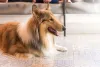 Rough Collie é super carinhoso e se adapta muito bem a apartamentos