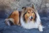 Rough Collie é um tipo de Collie super gracioso que chama a atenção por onde passa
