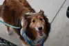 A raça de Collie tem uma personalidade muito afetuosa e gentil