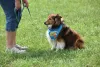 Rough Collie precisa de muitos passeios e exercícios para se manter saudável