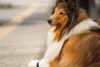 O passeio com o Rough Collie desperta a atenção de quem passa: é um cachorro muito bonito!