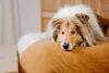 O Rough Collie se dá muito bem em lares pequenos, como apartamentos, ou casas grandes