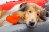 O Rough Collie também é cheio de amor para oferecer!