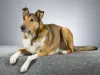  A pelagem do Smooth Collie é curtinha e bem macia e seu focinho é mais largo que o do Rough Collie