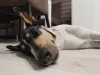  Ao contrário da raça Lassie, o Smooth Collie é um tipo de Collie que aparenta robustez