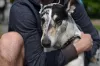  Personalidade do Smooth Collie é carente e afetuosa