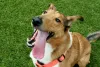 Raça de cachorro Collie: Smooth é um tipo mais brincalhão e elétrico