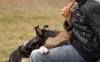 Demonstração de carinho faz parte da rotina de um Smooth Collie