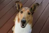 Por onde passa, o Smooth Collie encanta a todos com sua energia contagiante