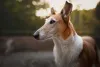 Smooth Collie também tem personalidade leal e protetora com os tutores e família
