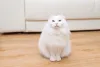 Gato Angorá é um gato todo branco grande e peludo muito brincalhão